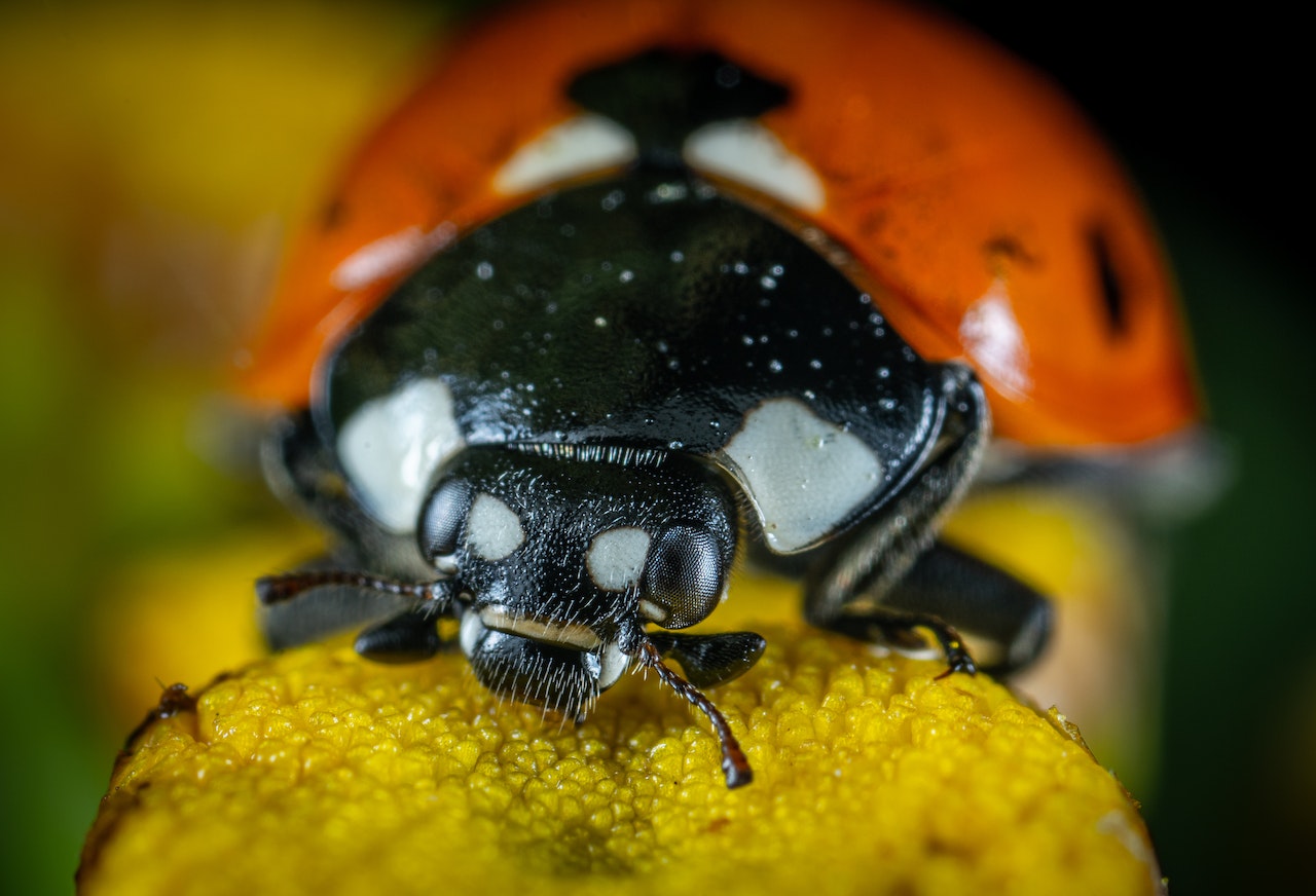 Invasion de coccinelles dans notre r gion pas de panique